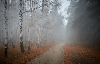forest in fog / ***
