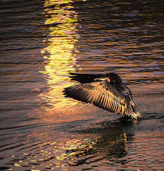 The solar path / ***