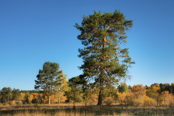 Morning in September / ***