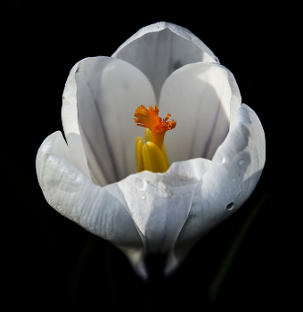 Crocus / ***