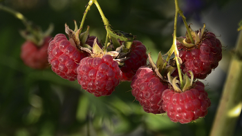 Raspberry / ***