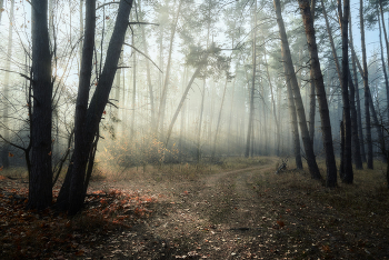 Morning in the autumn forest / ***