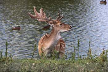 Doe / ***