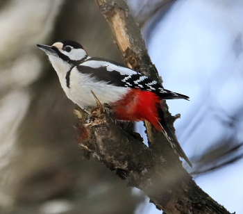 Woodpecker / ***