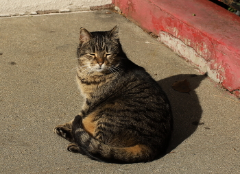 February sun / ***