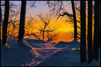Morning in the forest / ***