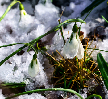 First day of spring / ***