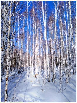 Country birch calico / ***