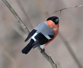 Bullfinch / ***