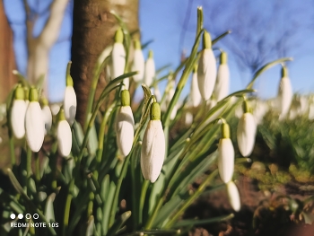 The first snowdrops / ***