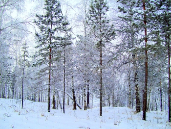 in the winter forest / ***