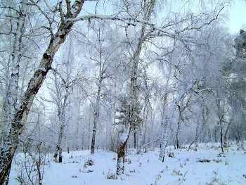 in the winter forest / ***