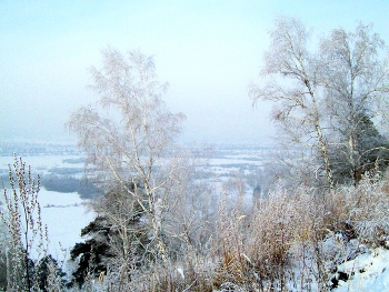 in the winter forest / ***