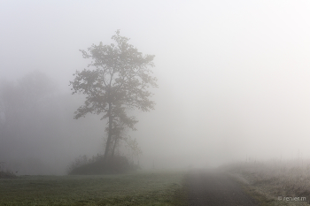 Nebelwand / Baum im Nebelmeer