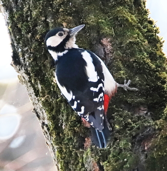 Great Spotted Woodpecker / ***