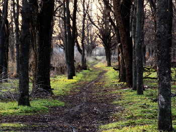 Grass is green ... / ***