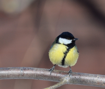 tit / ***