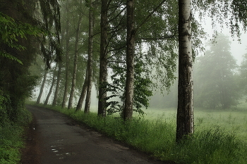 Summer fog / ***