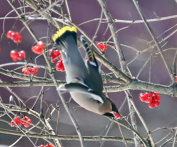 waxwing / ***