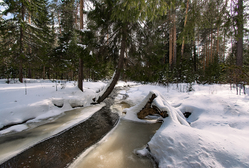 In the spring forest / ***