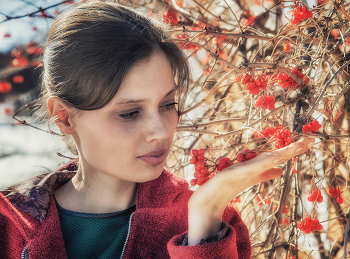 Red viburnum / ***
