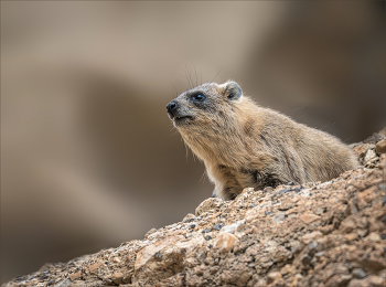 curiosity is not a vice / ***