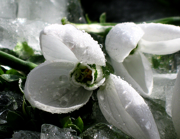 Snowdrops / ***