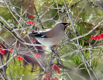 waxwing / ***