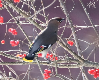 waxwing / ***