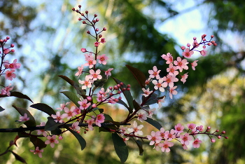 Bird-cherry tree / ...