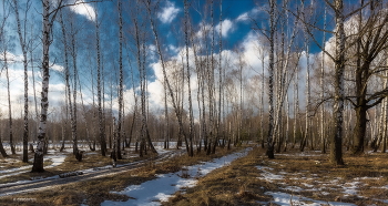 Spring in the woods. / ***