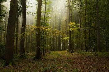 Beech Forest / ***