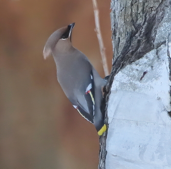waxwing / ***