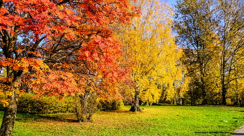 Watercolor autumn / ***