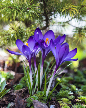 Crocuses / ***