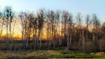 The Rooks Have Arrived / ***