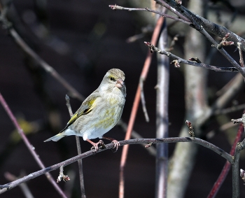 Yellow Wagtail / ***