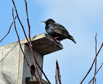 Starlings flew / ***