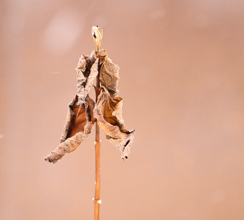 The March study / ***