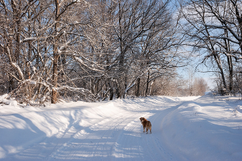 winter walk / ***