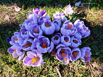 Crocuses / ***