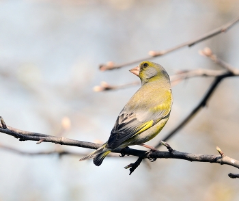 Yellow Wagtail / ***