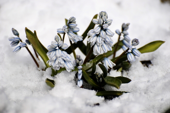 Winter has returned / ***