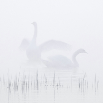 Ghostly all ... / ***