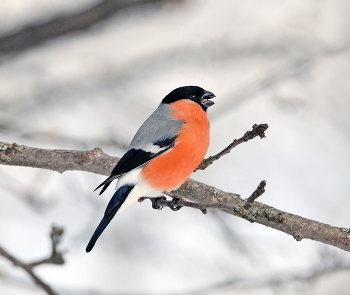 Bullfinch / ***