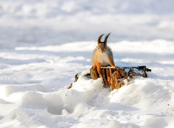 Squirrel / ***