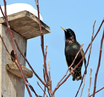 Starling / ***