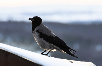 At the spring sunshine / ***