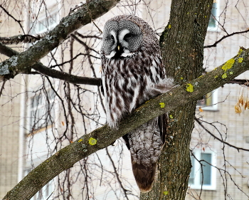 The great gray owl / ***