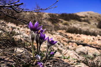 Pulsatilla Crimean / ***
